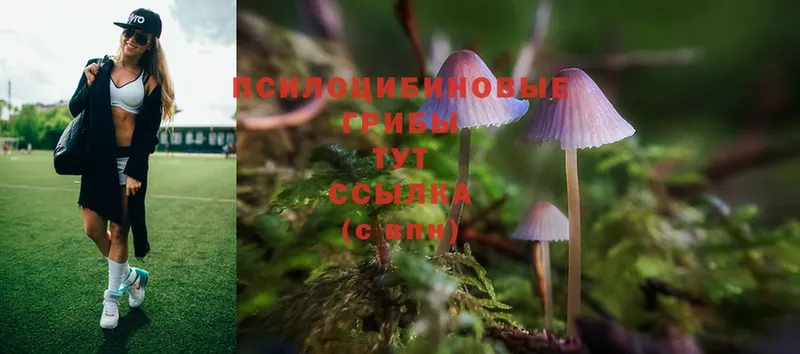 Галлюциногенные грибы Psilocybe  наркотики  Ковров 